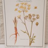 Botanical board Stinging parsnips