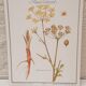Planche botanique Panais urticant