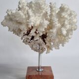 Old white coral on marble base 24 cm