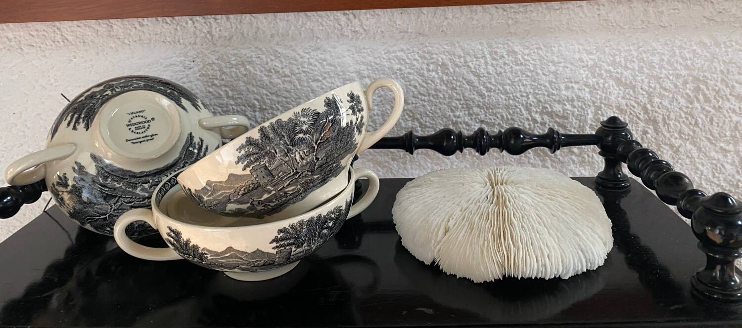 Large flat white coral