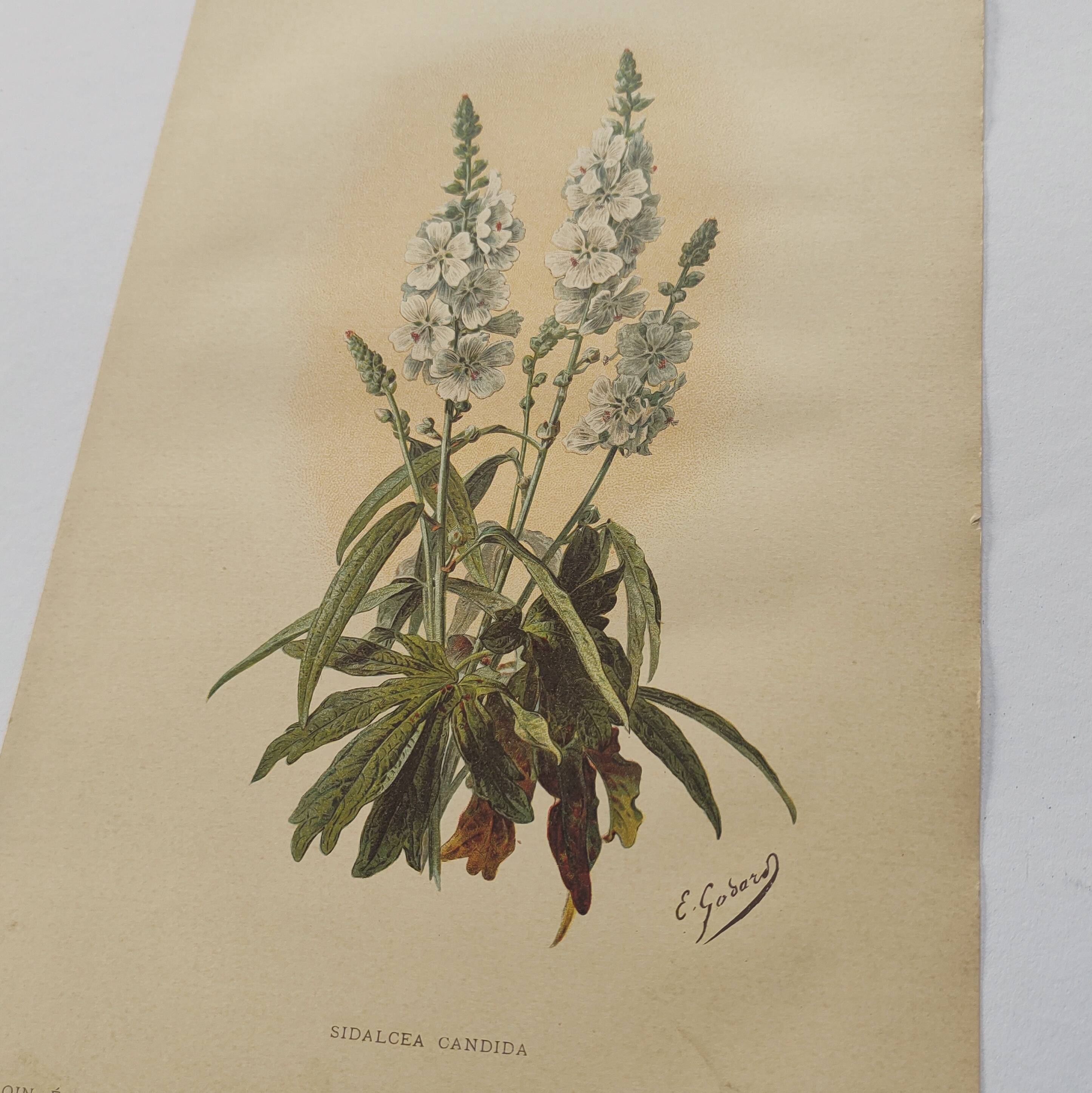 Gravure botanique de 1897 - Sidalcea Candida - Planche originale . Lithographie ancienne de fleur