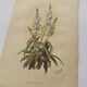 Gravure botanique de 1897 - Sidalcea Candida - Planche originale . Lithographie ancienne de fleur