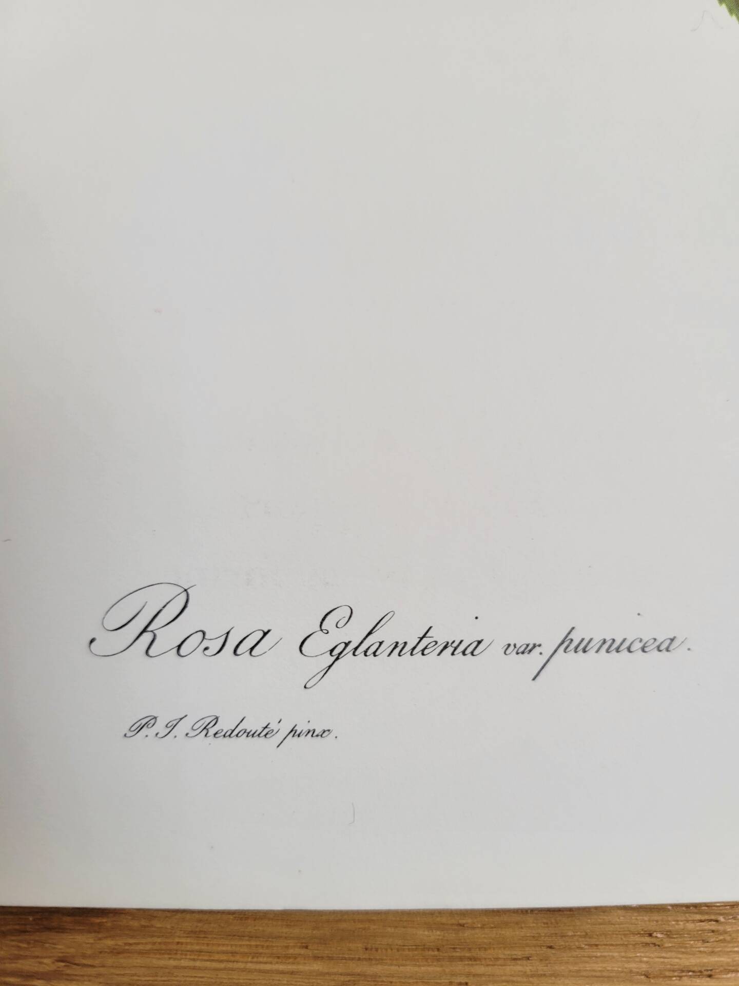 Botanical plate Wild Rose P.J. Redouté 1960