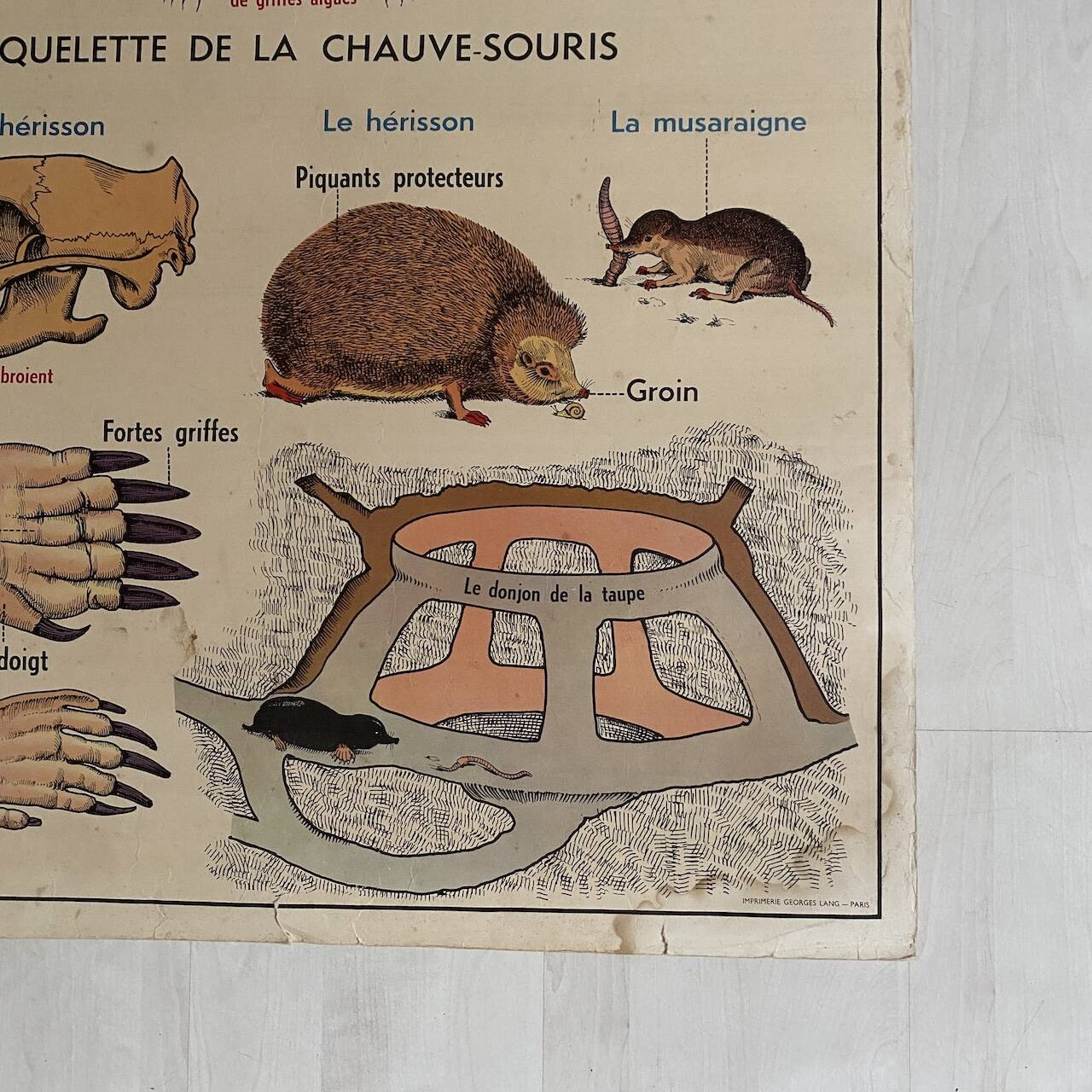 Vintage school poster The insectivorous animals / Rabbit