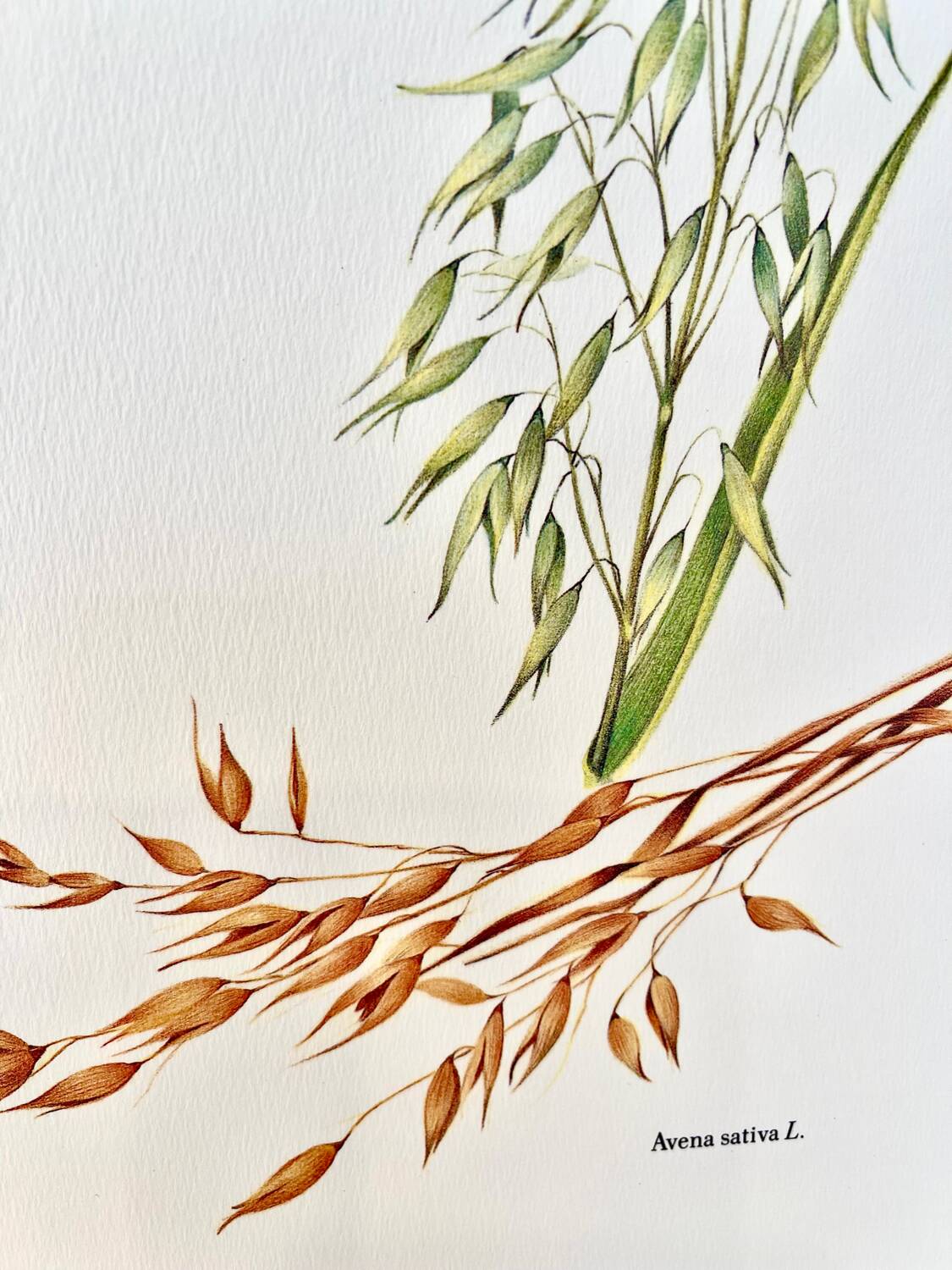 Botanical plate – Oat – Louis Pariente, 1986