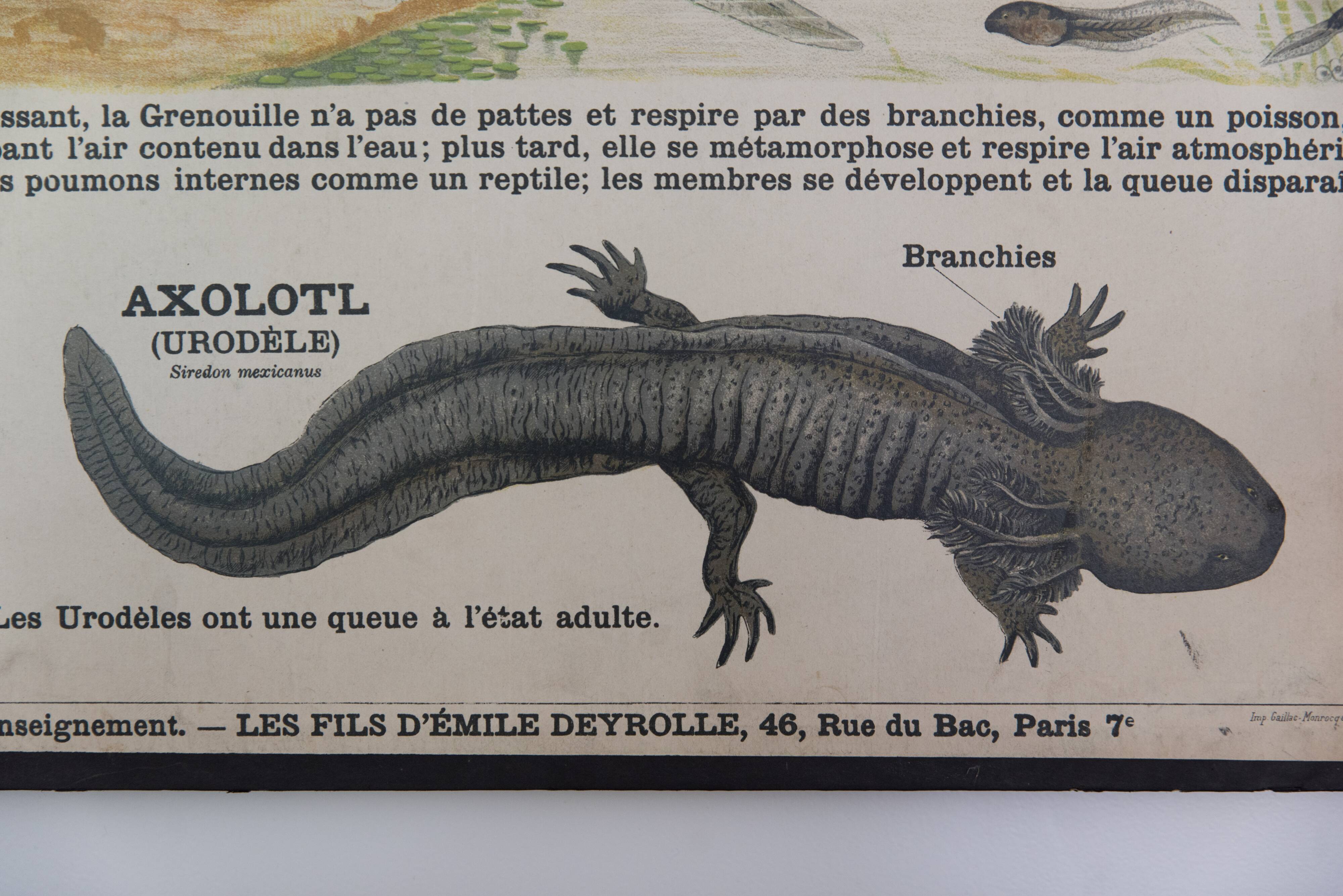 Didactic board deyrolle - les reptiles and amphibians