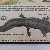 Didactic board deyrolle - les reptiles and amphibians