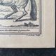 Engraving by Jean Audran (1667-1756) - After Charles Parrocel (1688-1752) - Engraving titled "Alures