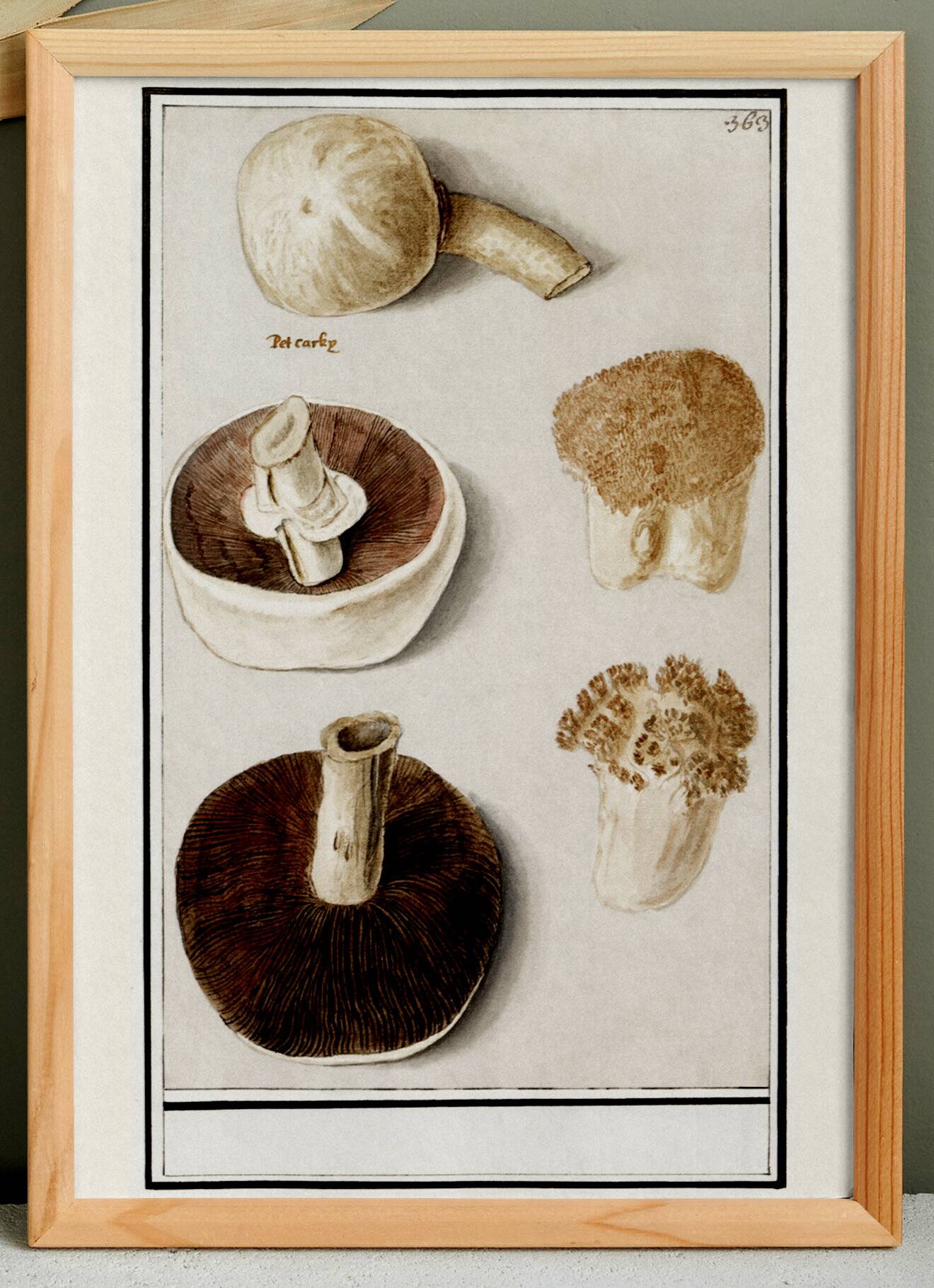 Small poster of an edible mushroom, based on an old engraving