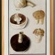 Small poster of an edible mushroom, based on an old engraving