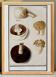 Small poster of an edible mushroom, based on an old engraving