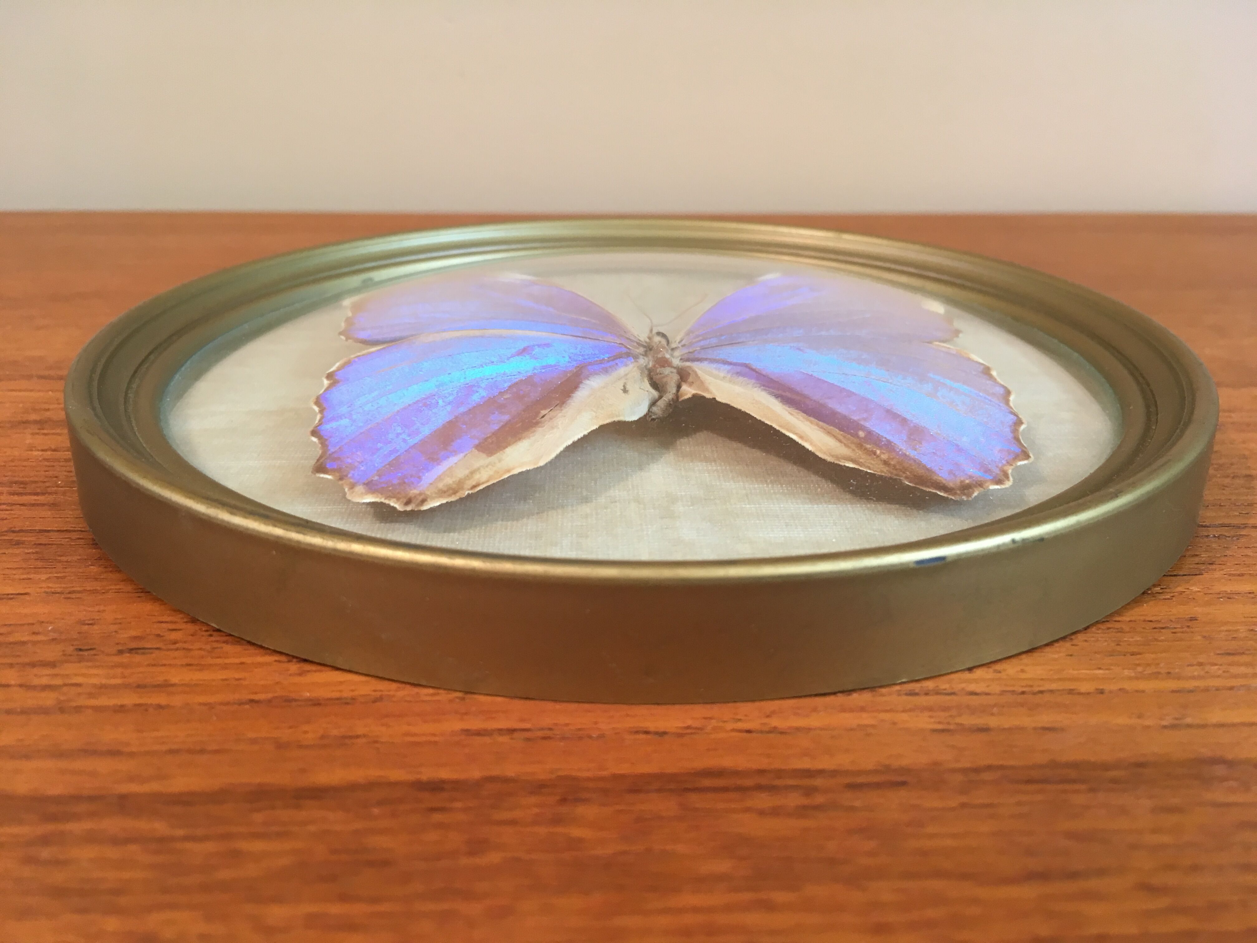 Blue purple butterfly in round frame in plexi