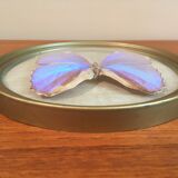 Blue purple butterfly in round frame in plexi