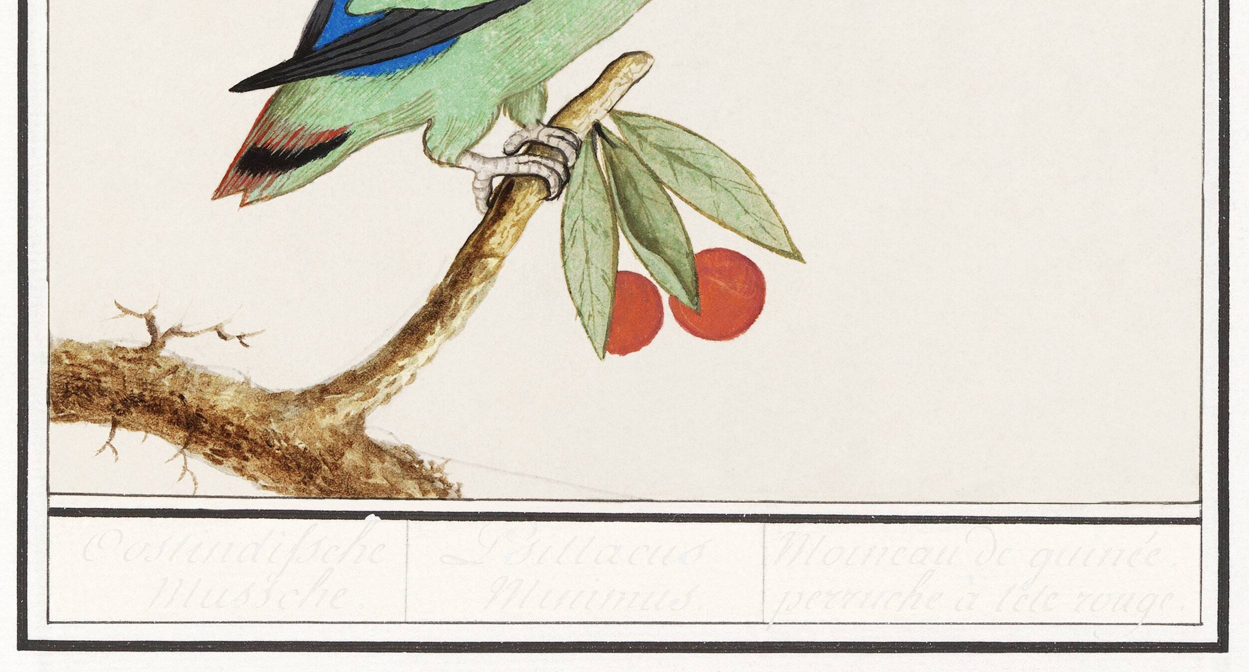 Affiche sur la "Perruche à tête rouge", d'après une gravure ancienne