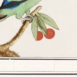 Affiche sur la "Perruche à tête rouge", d'après une gravure ancienne