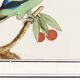 Small poster on the "Red-headed Parakeet", after an old engraving