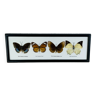 Cadre papillons naturalisés