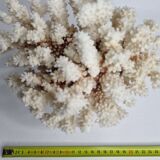 Old white coral in branches on base, 24 cm