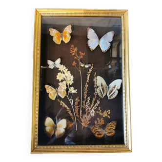 Large vintage butterflies frame