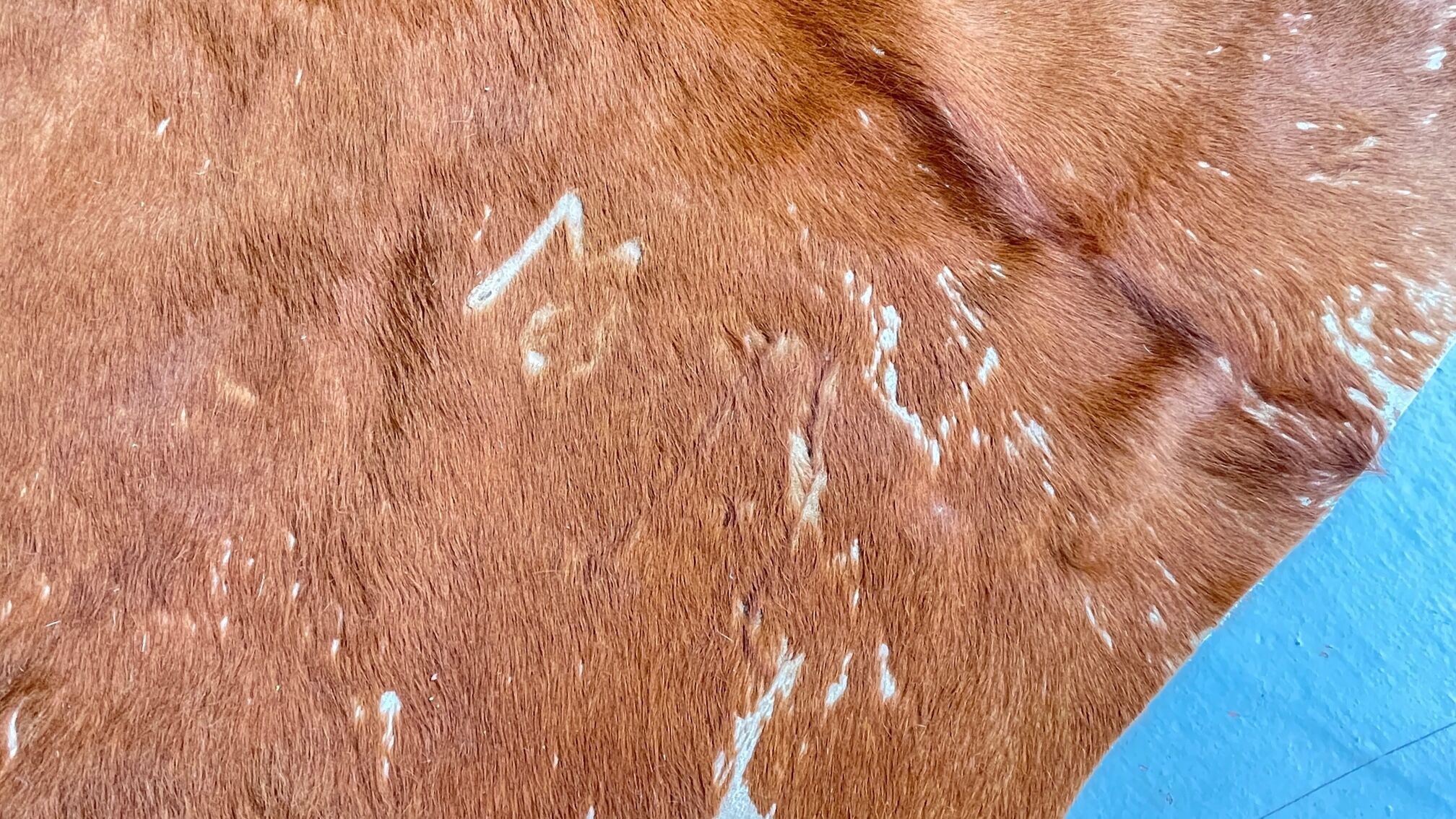 Caramel cowhide carpet