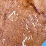 Caramel cowhide carpet