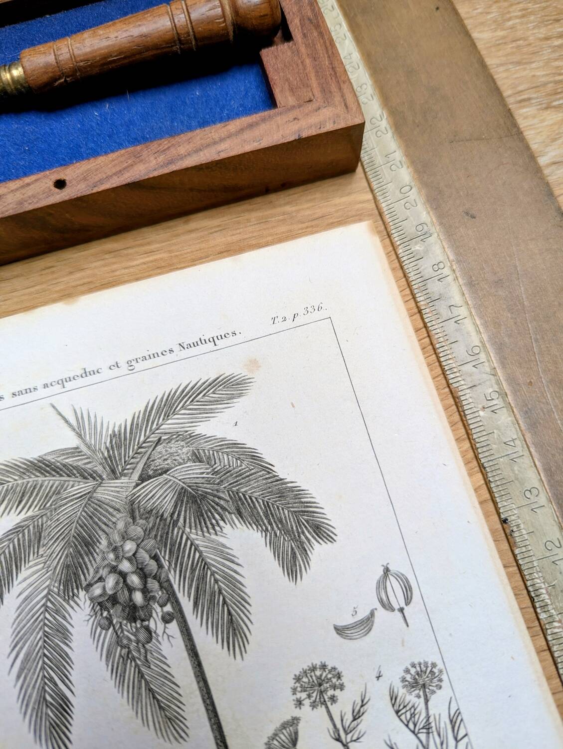 Printed in 1818, coconut tree, walnut and fennel. By Saint-Pierre.