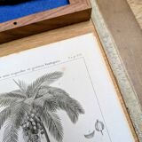 Printed in 1818, coconut tree, walnut and fennel. By Saint-Pierre.