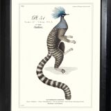 Lithograph engraving chimera animal, the flamoulpe 22x28 cm