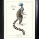 Lithograph engraving chimera animal, the flamoulpe 22x28 cm