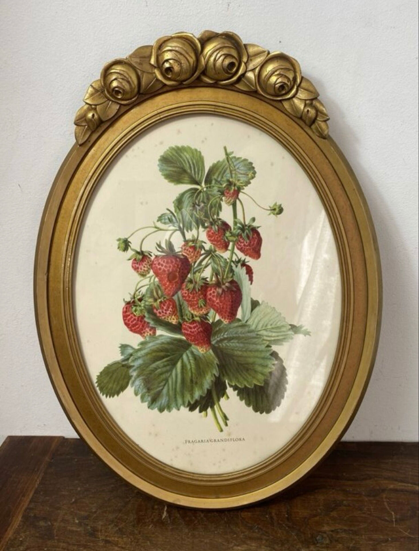 Framed botanical print of Fragaria Grandiflora