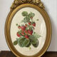 Framed botanical print of Fragaria Grandiflora