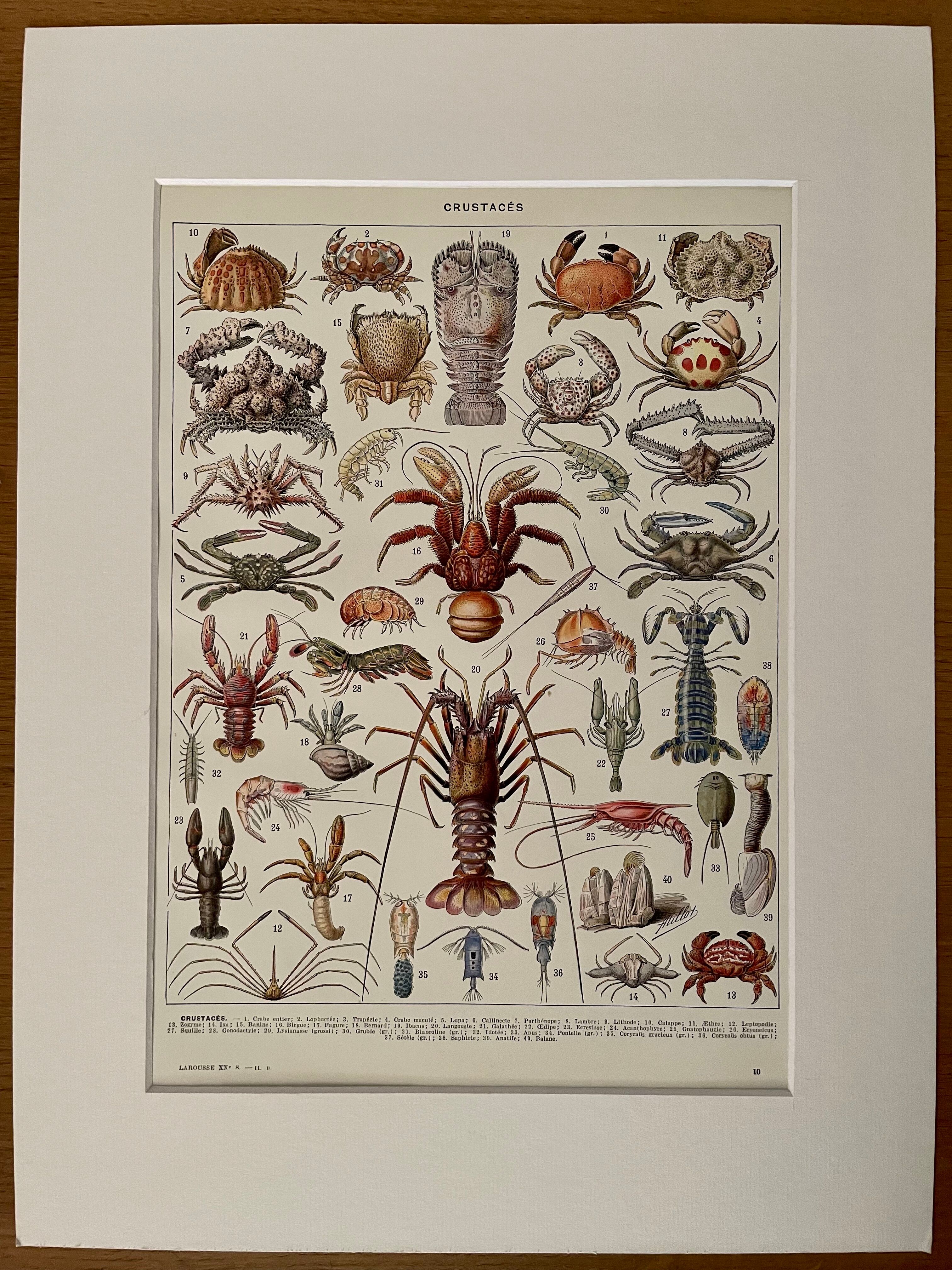 Lithograph on crustaceans from 1928