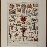 Lithograph on crustaceans from 1928