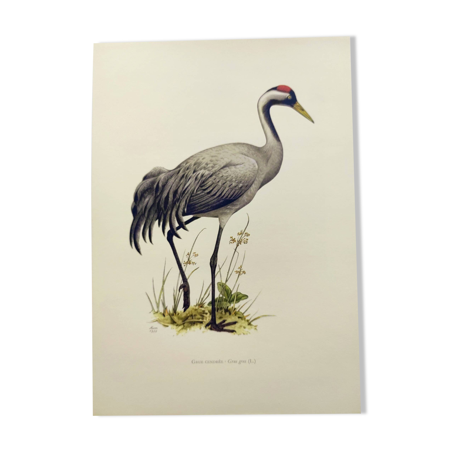 Old bird plate from the 1960s - Common Crane - Vintage illustration