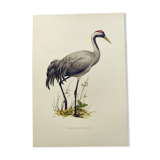 Old bird plate from the 1960s - Common Crane - Vintage illustration