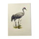 Planche ancienne oiseaux années 1960 - Grue Cendrée