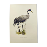 Old bird plate from the 1960s - Common Crane - Vintage illustration