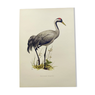 Old bird plate from the 1960s - Common Crane - Vintage illustration