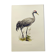 Planche ancienne oiseaux années 1960 - Grue Cendrée