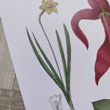 Affiche sur les plantes d'après une gravure de 1881 "narcisse"