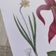 Affiche sur les plantes d'après une gravure de 1881 "narcisse"