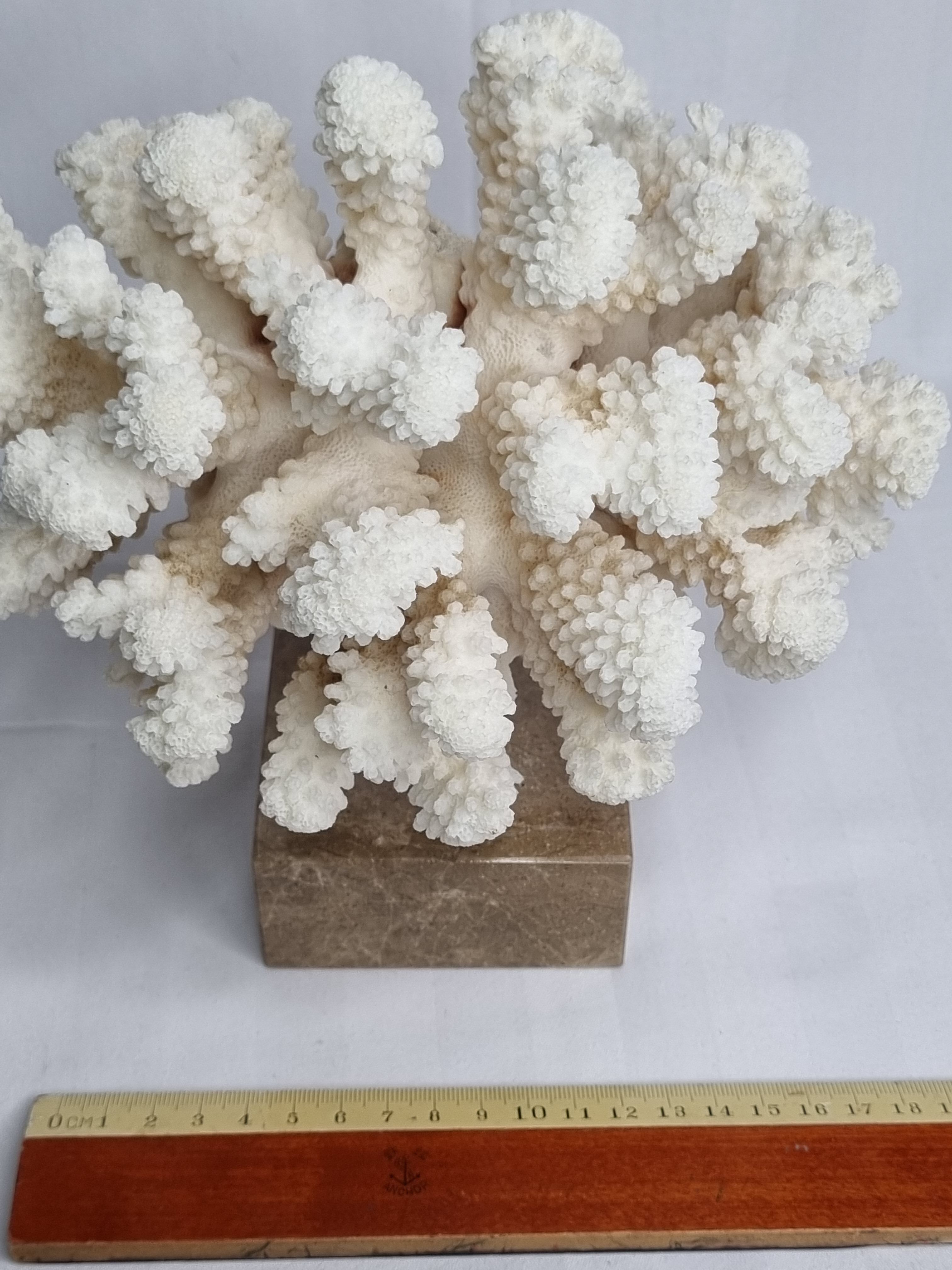 Old white coral on marble base, 20 cm