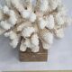 Old white coral on marble base, 20 cm