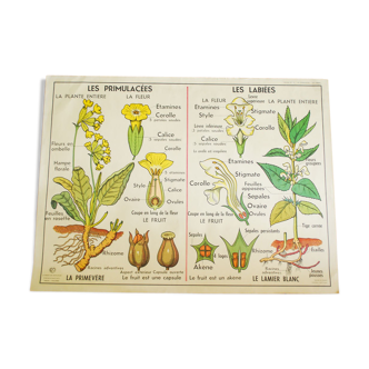 Affiche scolaire botanique édition Mdi