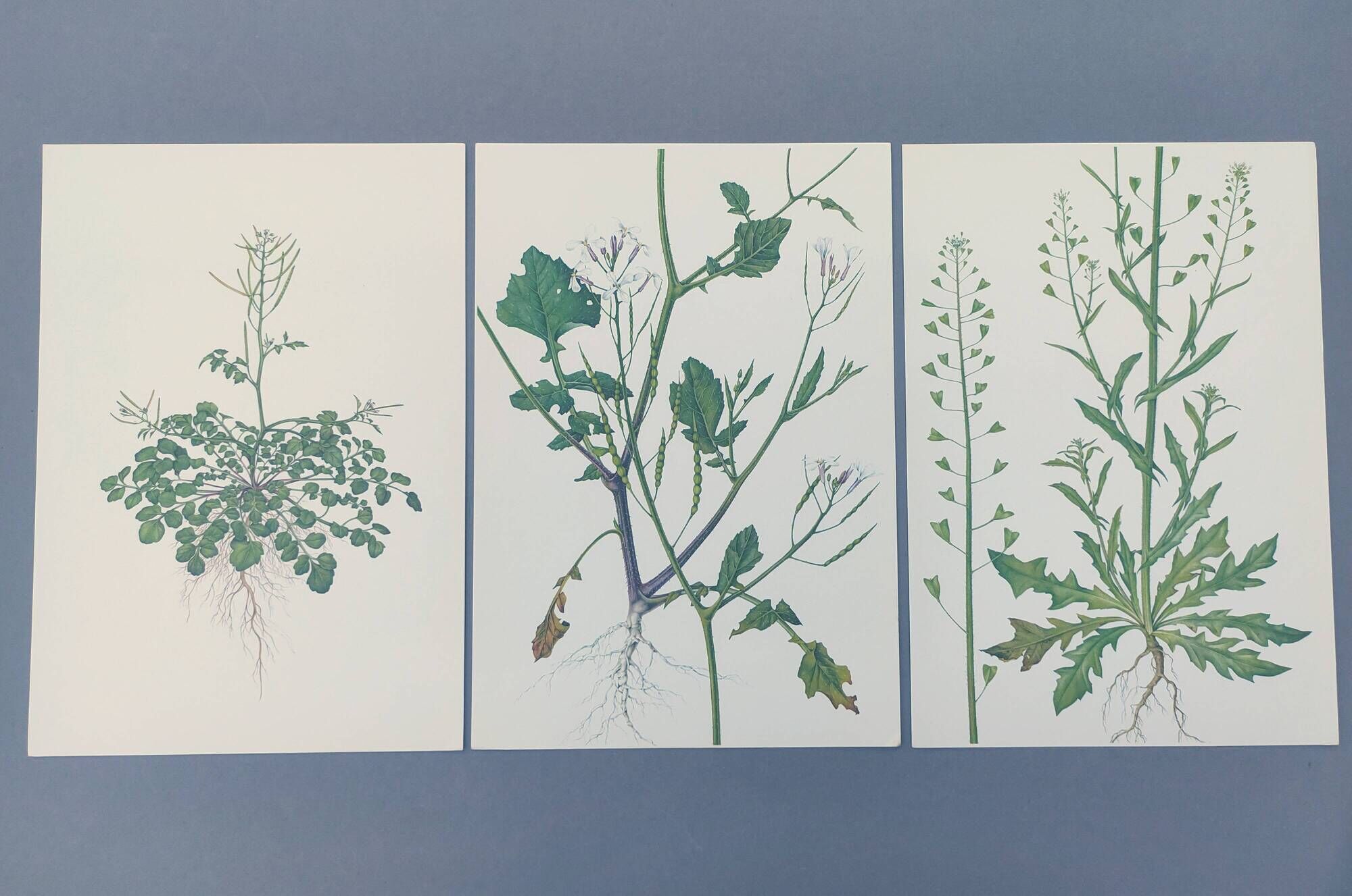 Set of 3 vintage botanical plates from 1978 - including Bristly Cardamine - Plant engraving