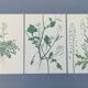 Set of 3 vintage botanical plates from 1978 - including Bristly Cardamine - Plant engraving