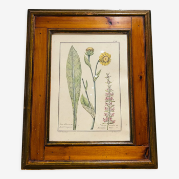 Wooden frame and ancient herbarium