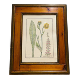 Cadre en bois et herbier ancien