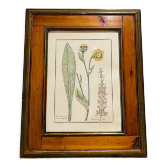 Cadre en bois et herbier ancien