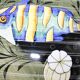 Fish and shellfish plates ceramic Italy vintage 1970 x8